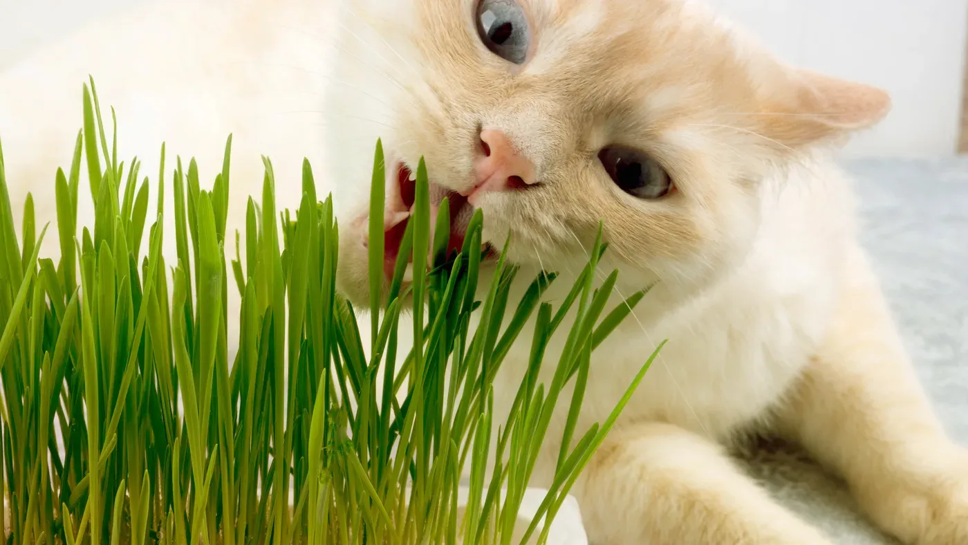 Katt som tuggar på kattgräs inomhus
