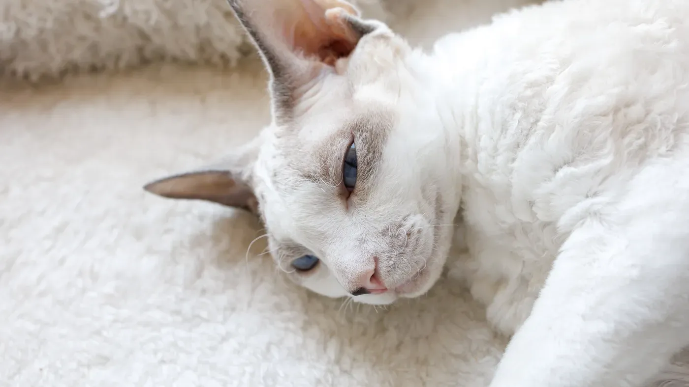 Närbild på en devon rex med stora öron och ljus, lockig päls