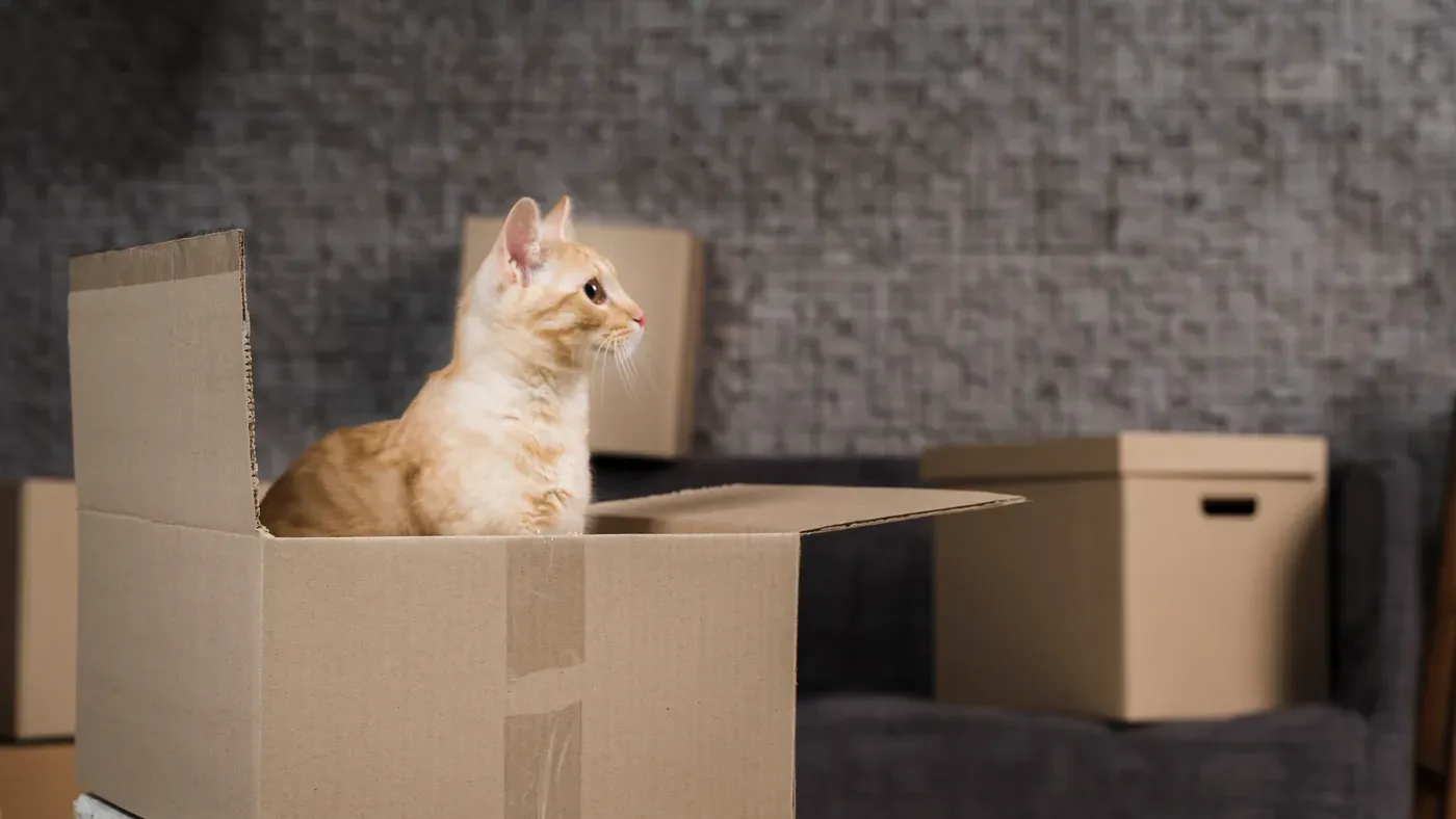 Katt som sitter i en öppen flyttkartong bland packade lådor