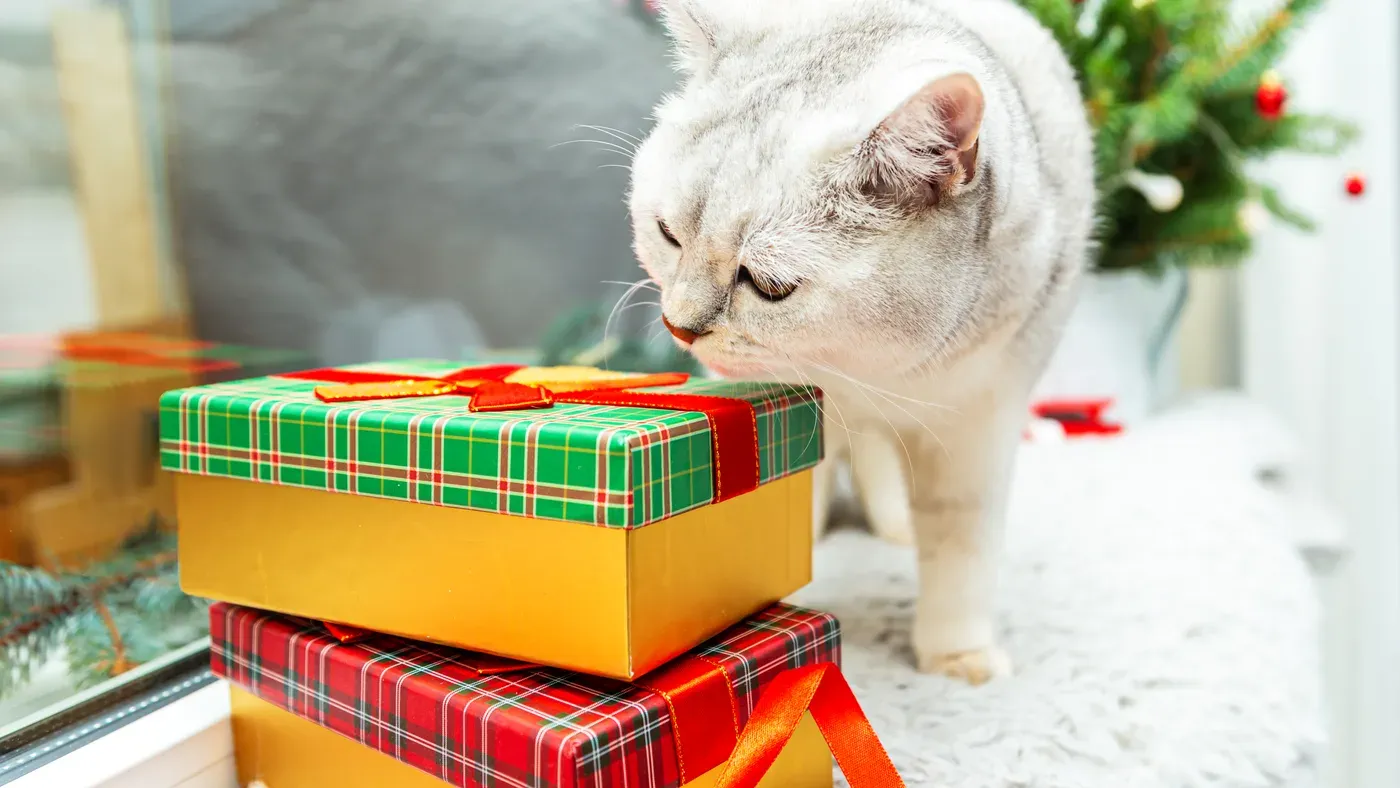 Katt vid en inslagen julklapp under julgranen