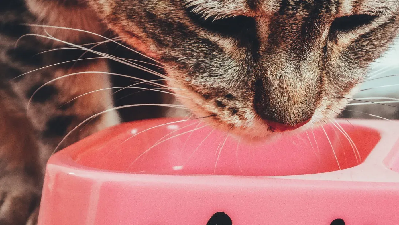 Matskål för katt i keramik