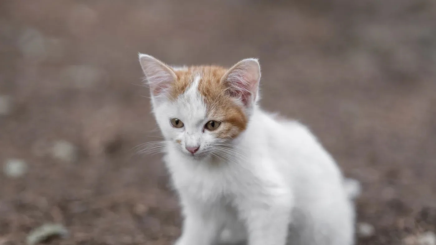 Kattunge som äter kattungefoder