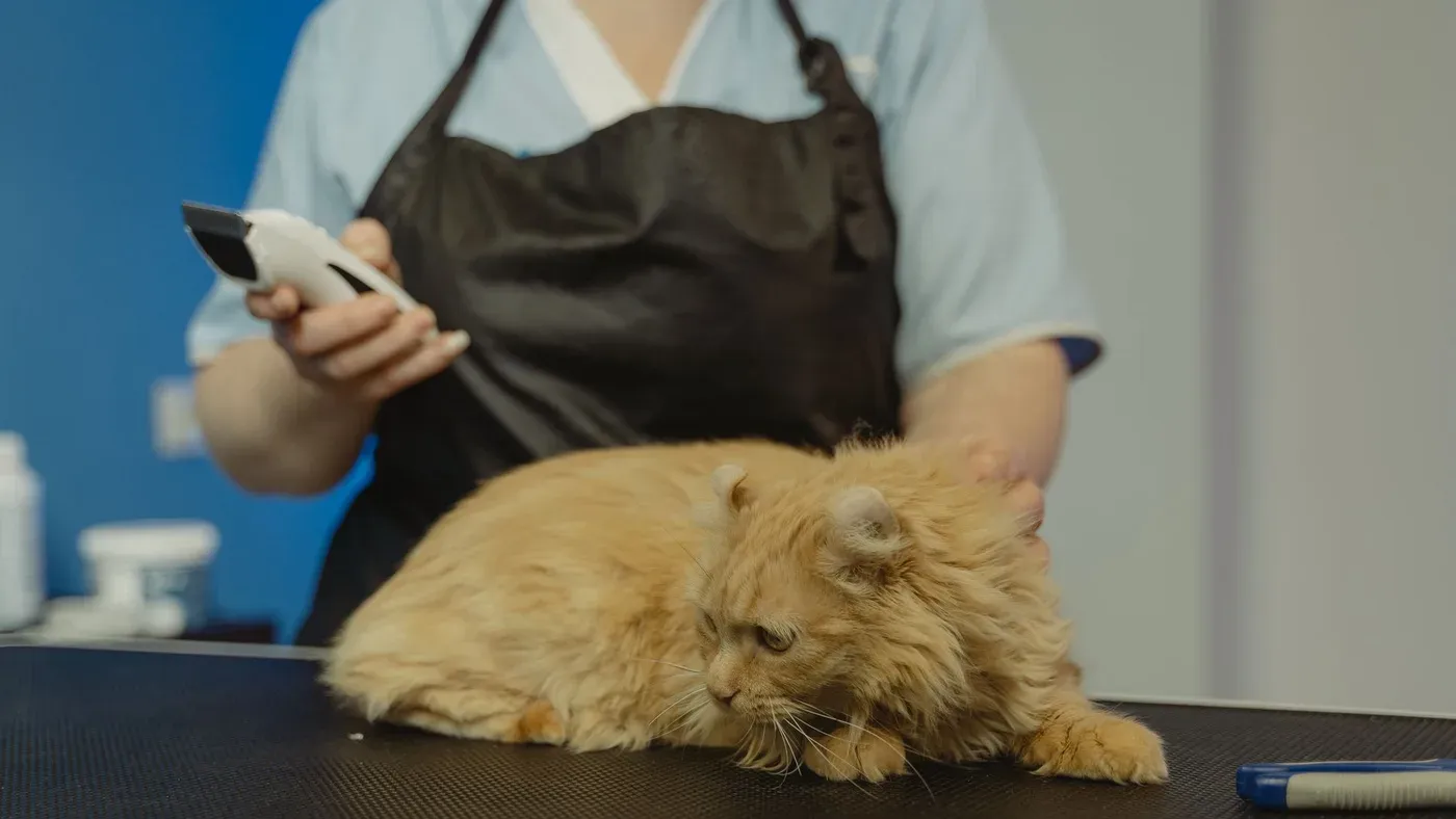Lös underull efter borstning av katt