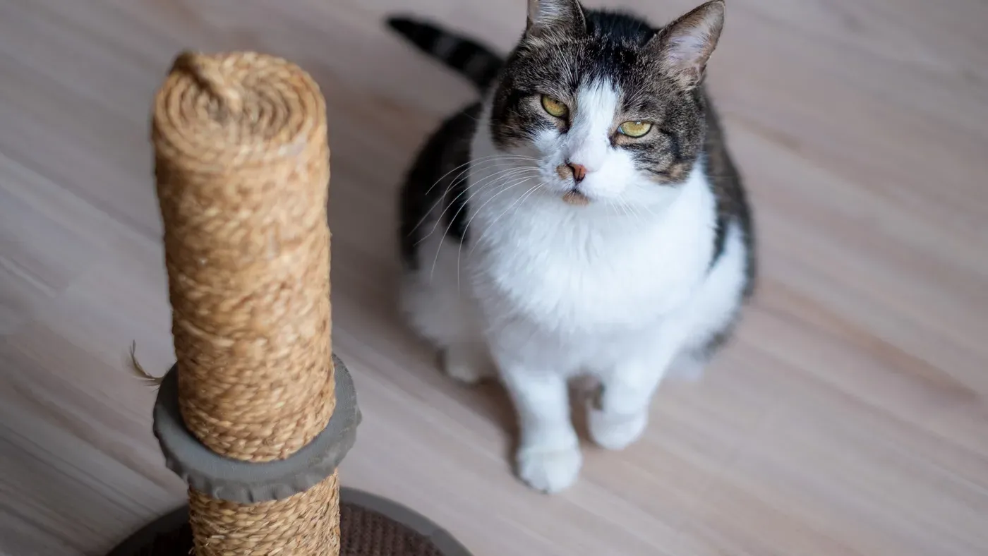 Katt som klöser på sisalklädd stolpe