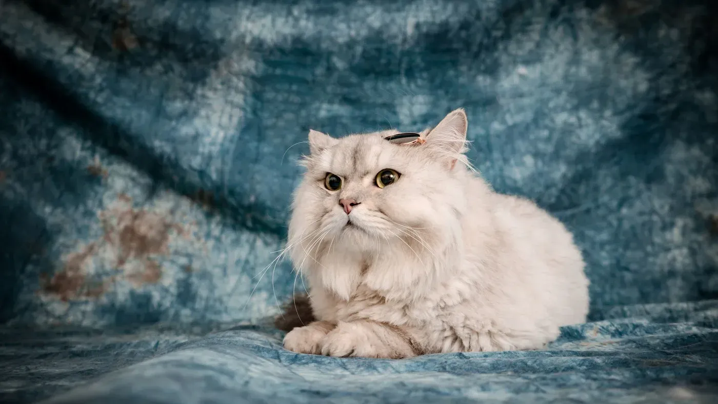 Katt som borstas efter torrschampo
