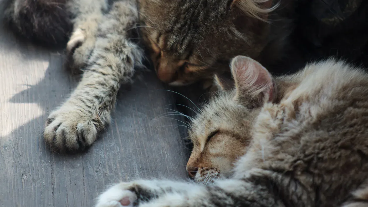 Katt som kliver över en sandfångande matta