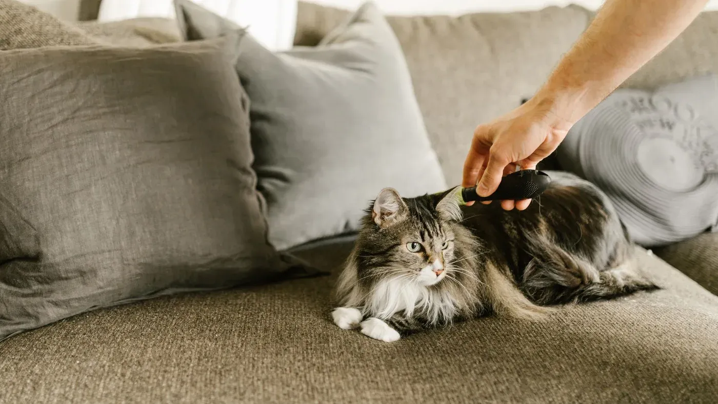 Katt som borstas i pälsen