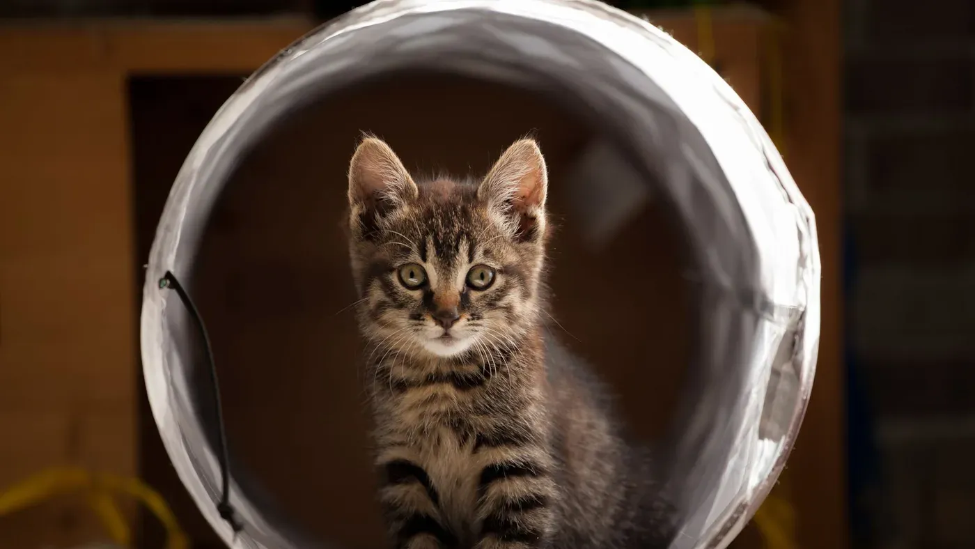 Kattunge som kikar ut ur en tunnel