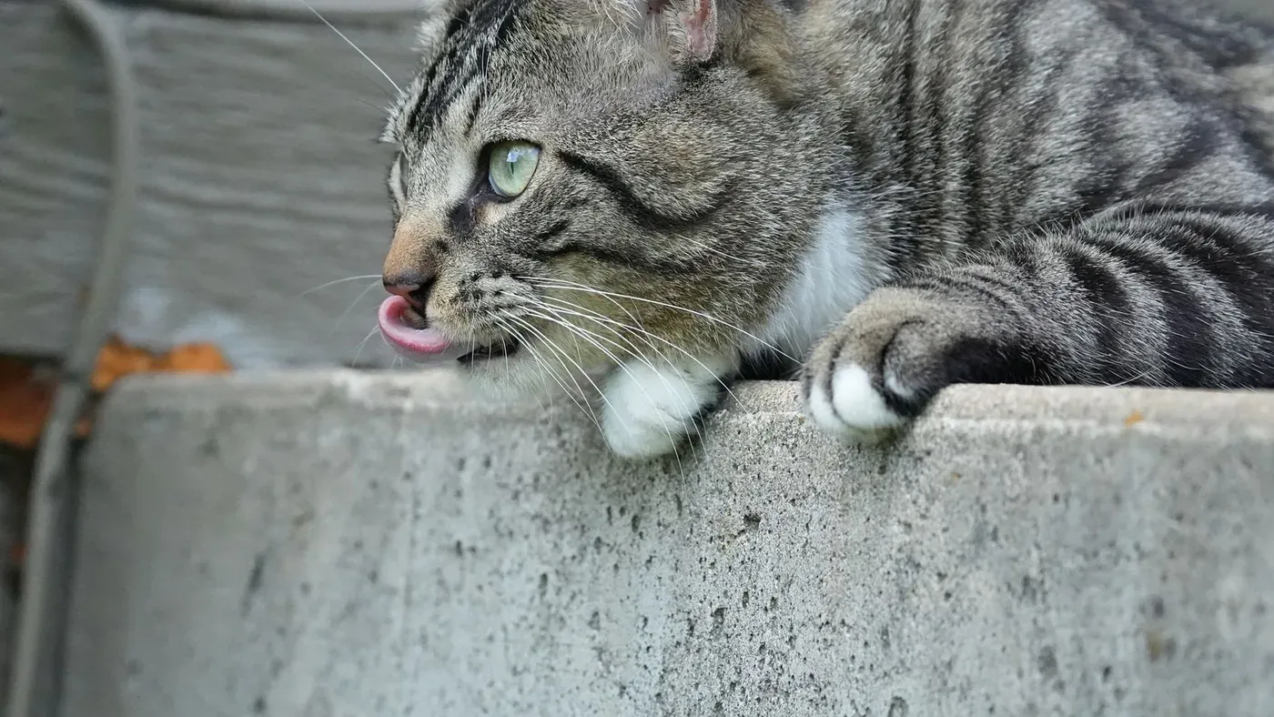 Katt som får godis ur handen