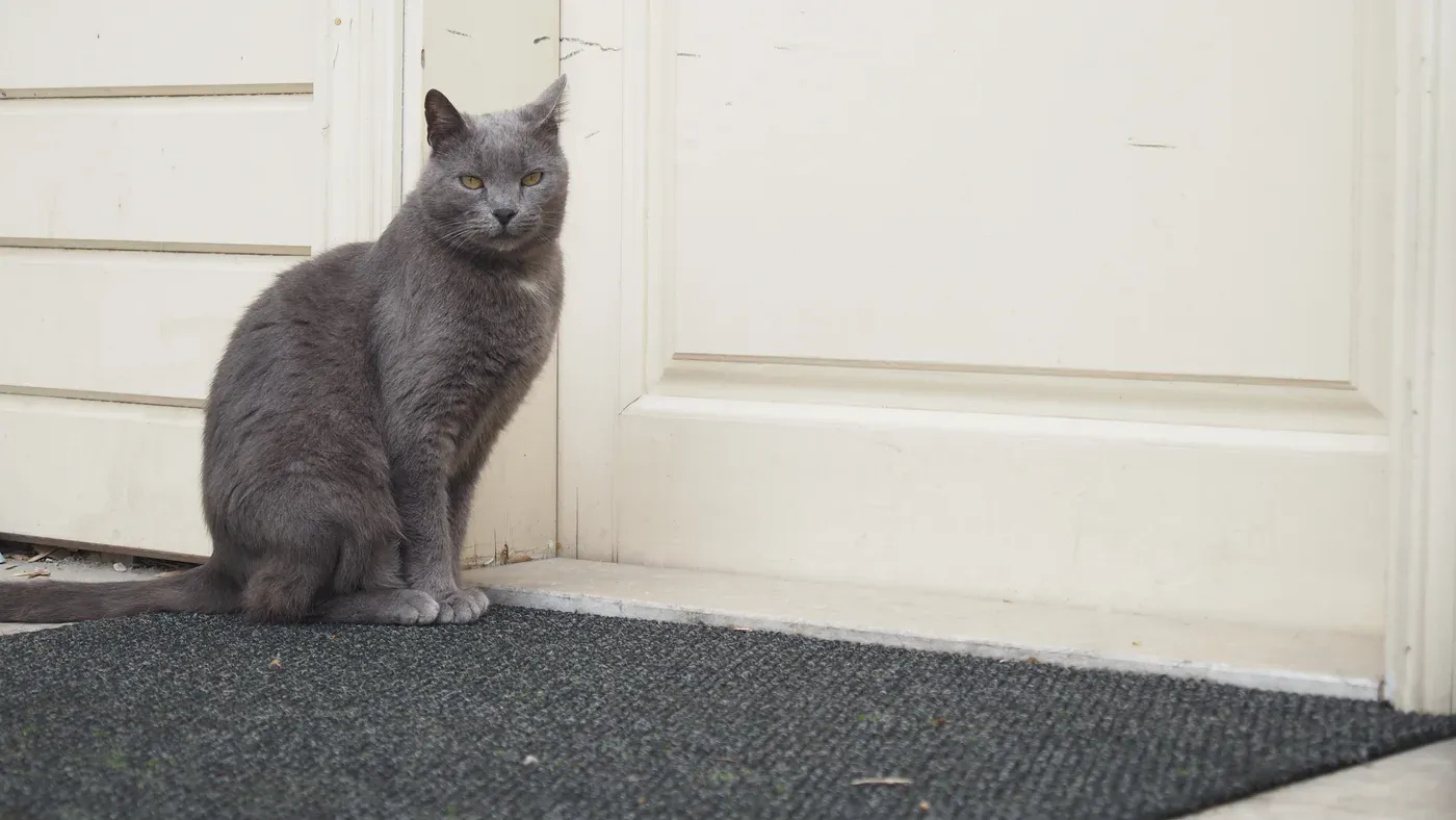 Kattlucka monterad i dörr med katt som väntar