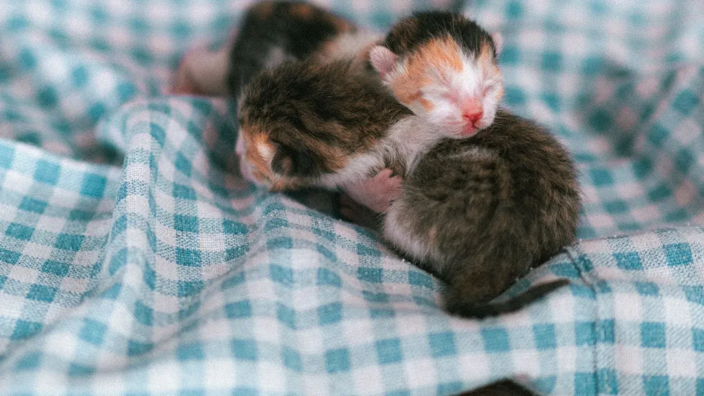 Nyfödda kattungar som sover tätt tillsammans i väntan på nästa matning