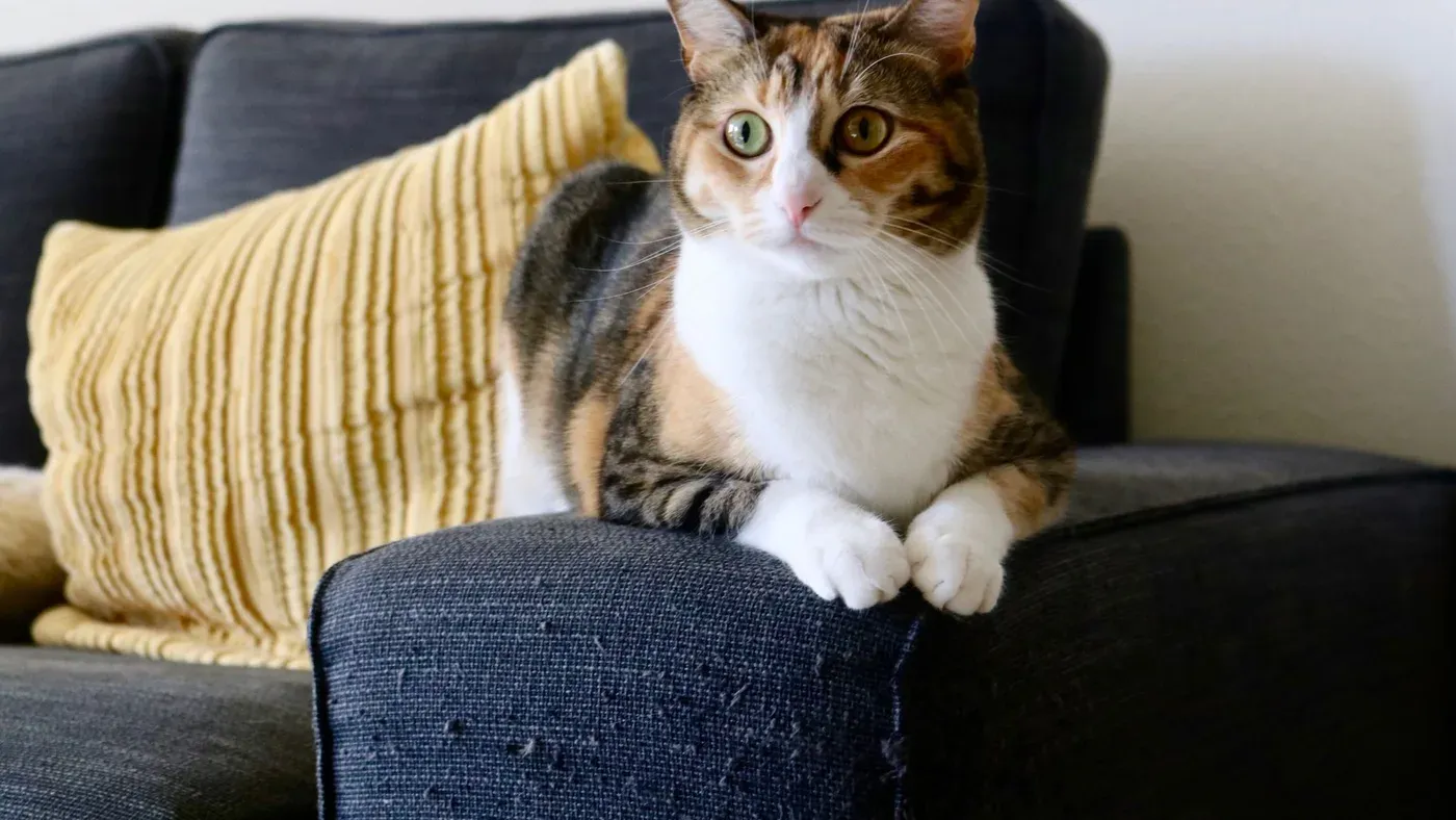 Katt som vilar på sin kattmöbel