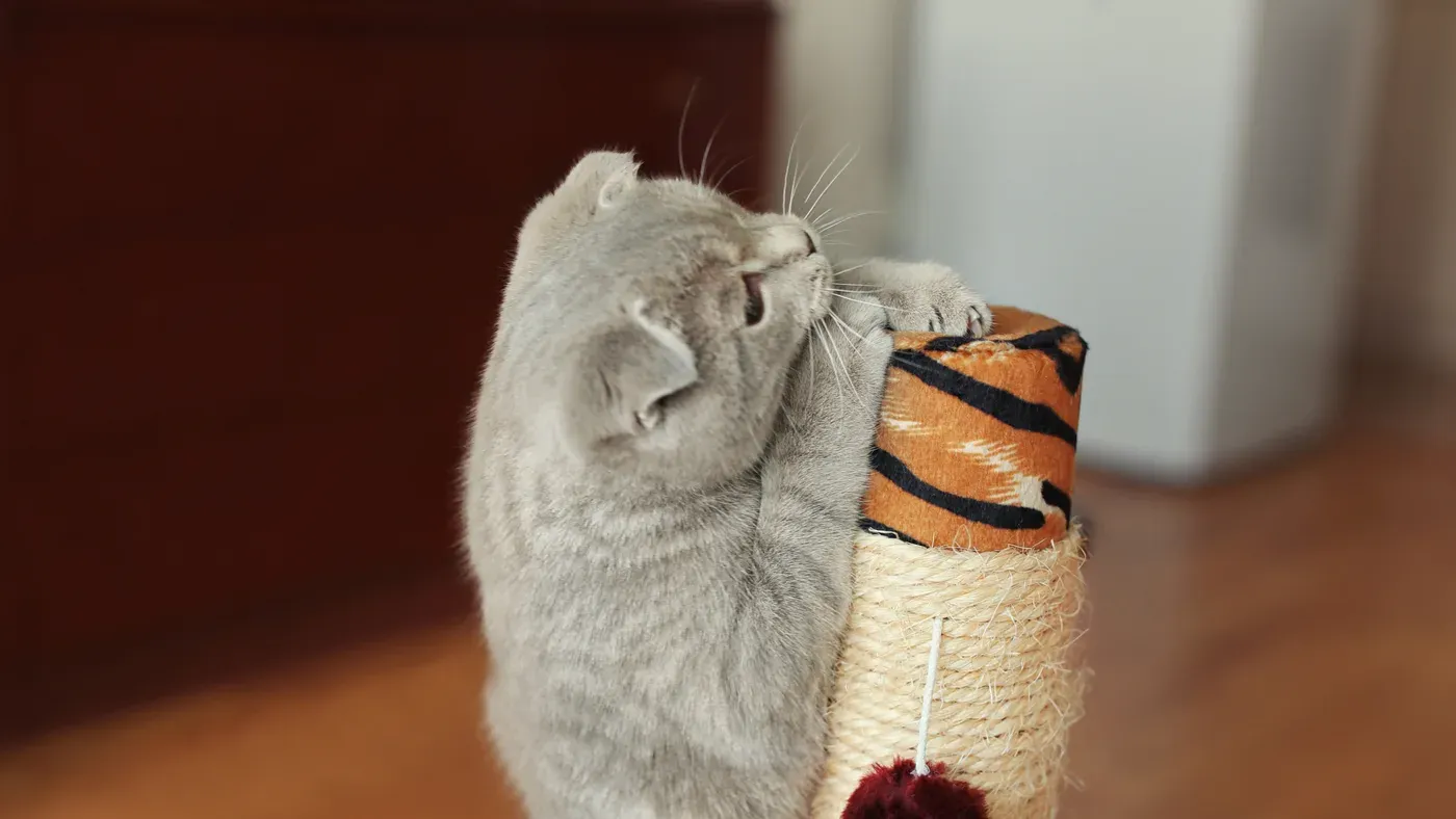 Närbild på kattklor mot klösyta