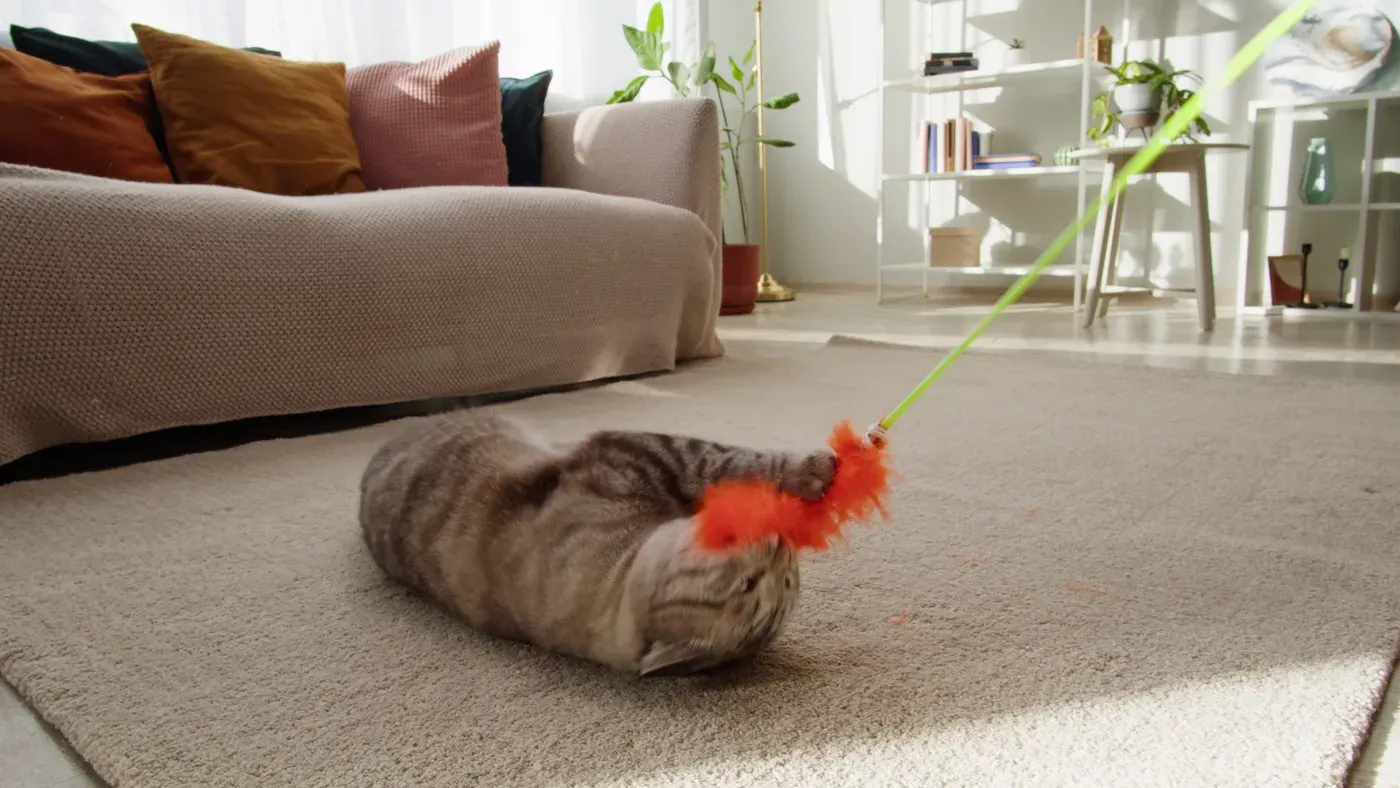 Katt som leker med pusselleksak på golvet