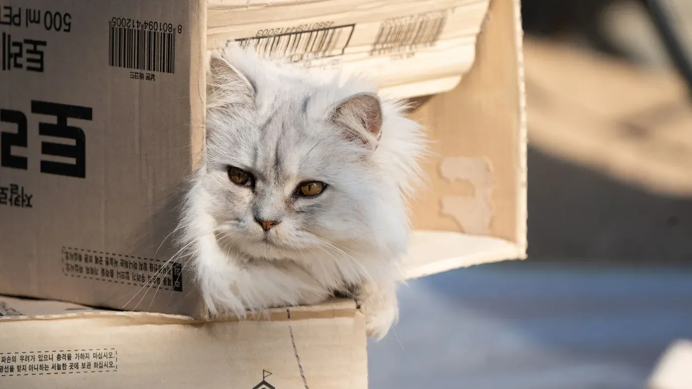 Katt på väg in i en täckt kattlåda
