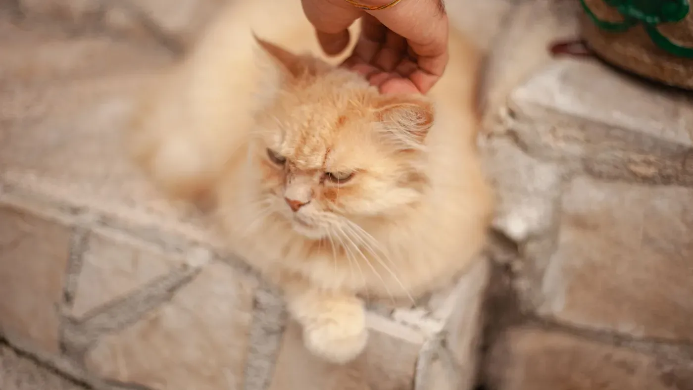 Kattägare som lugnt håller om kattens huvud inför rengöringen