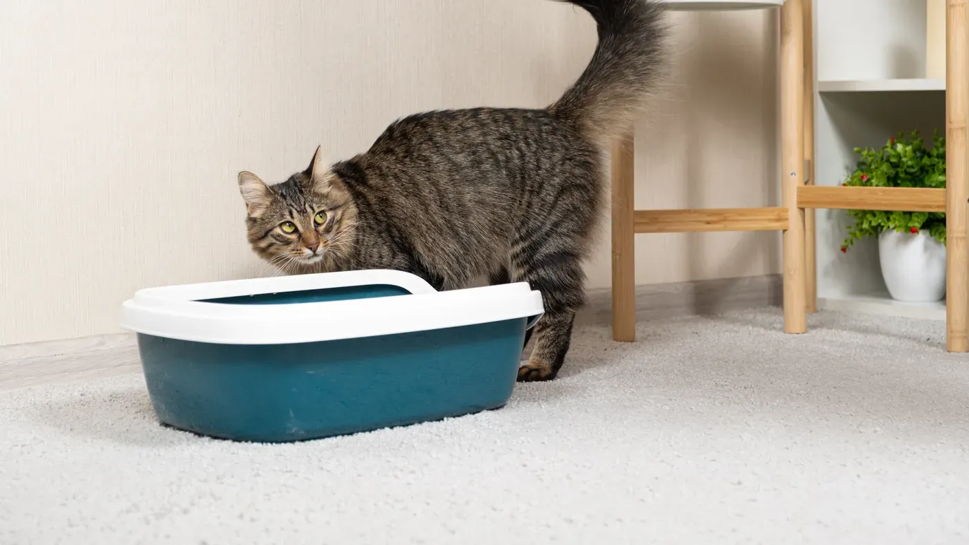 Katt som använder en ren kattlåda