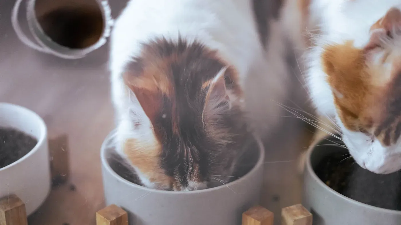 Två kattungar delar en matskål