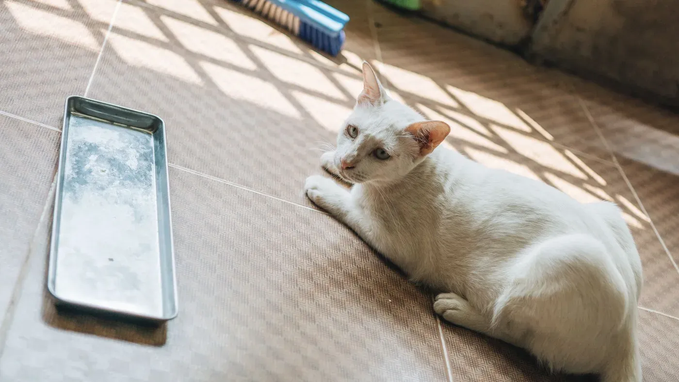 Katt som kliver ur sin kattlåda