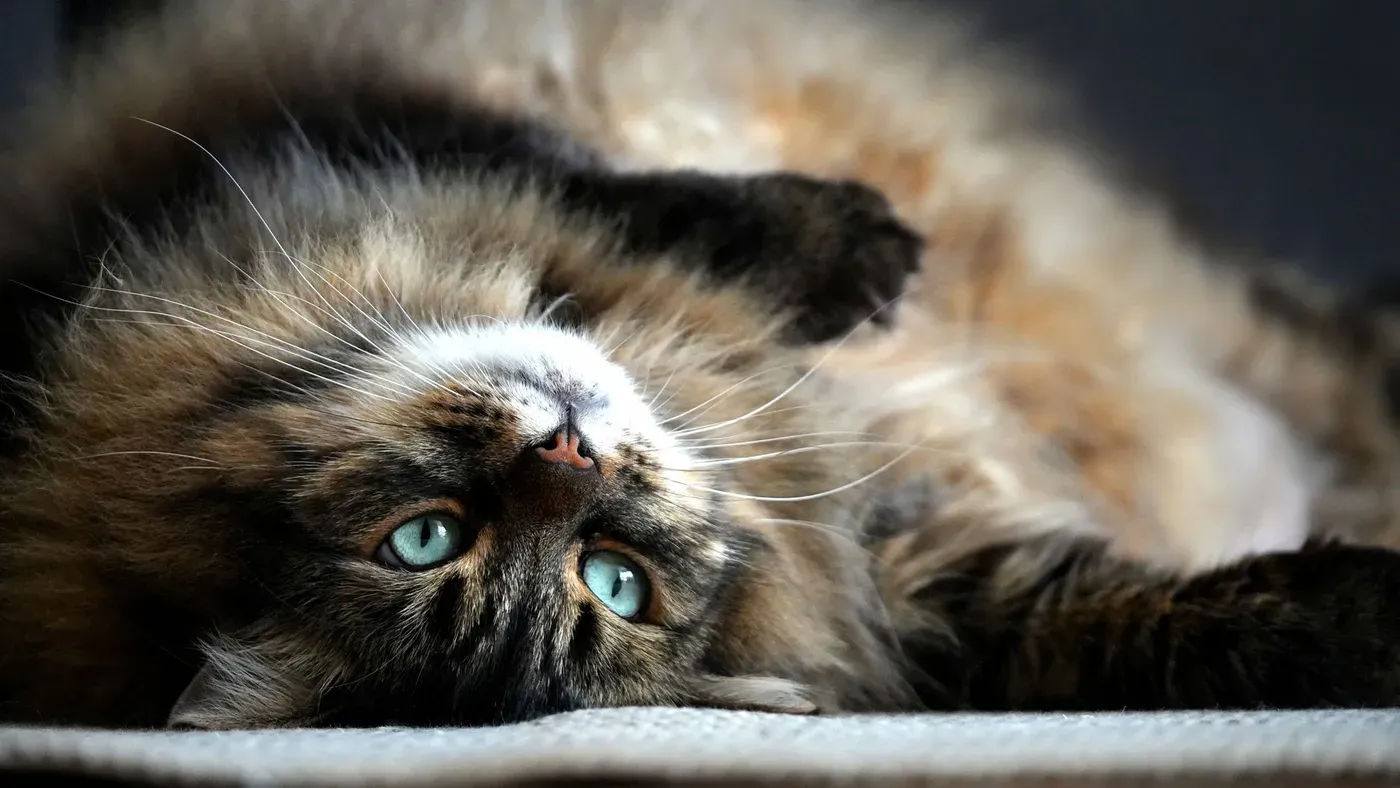 Långhårig katt vars päls kräver regelbunden borstning som komplement till kattmalt