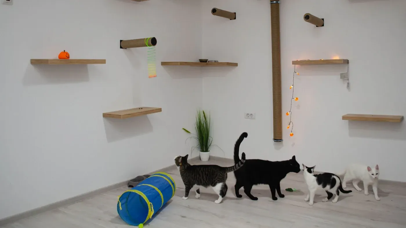Klättervägg för katt med flera steg
