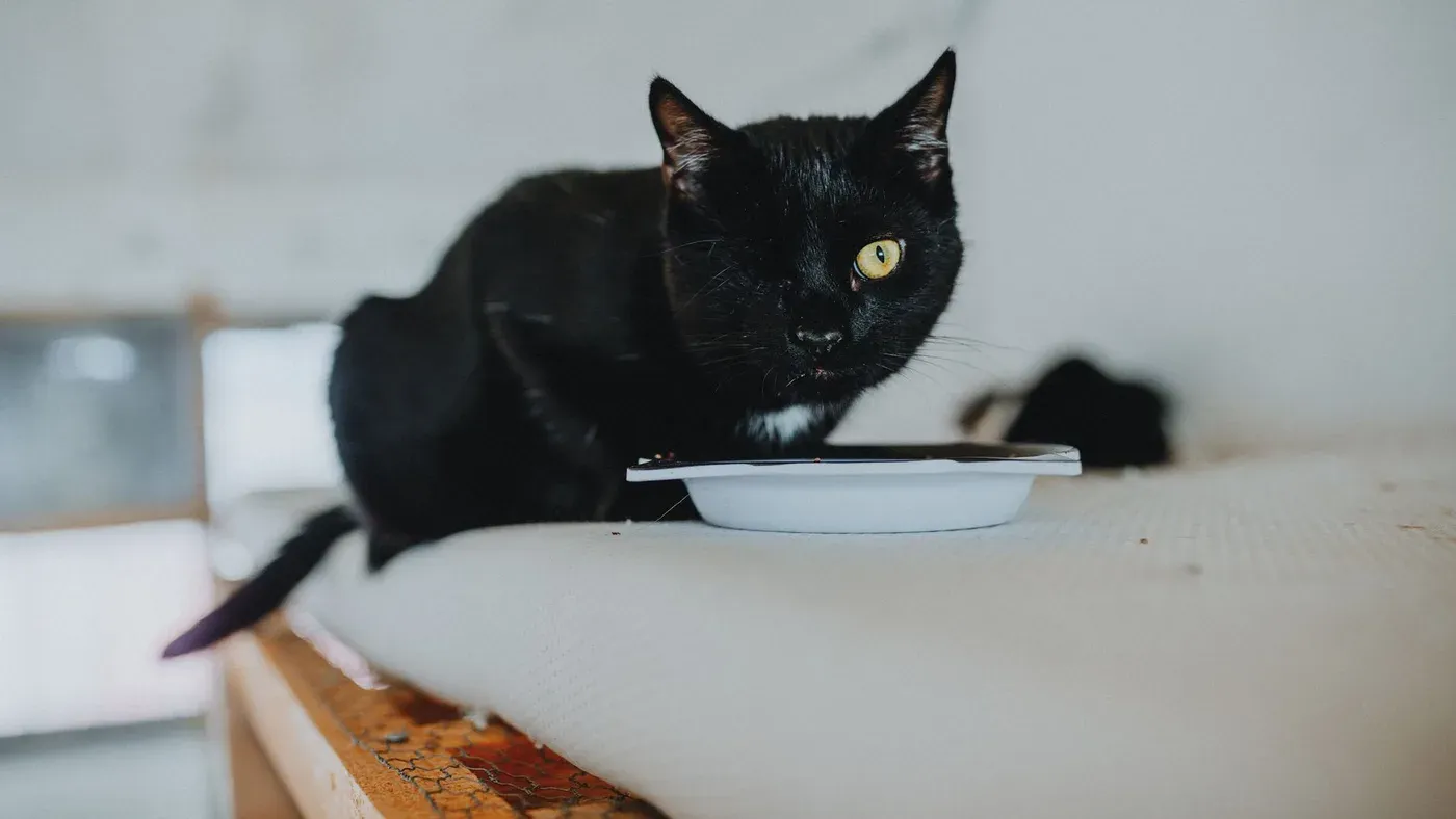 Katt som äter ur en matskål inomhus under lugna former