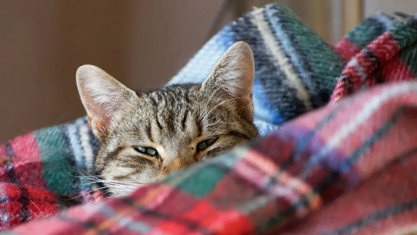 Kattsäng placerad vid ett fönster