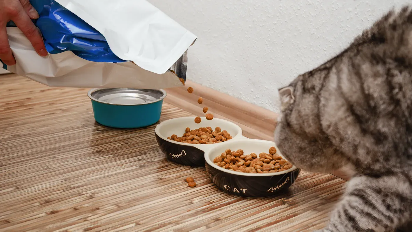 Katt som äter torrfoder ur sin skål
