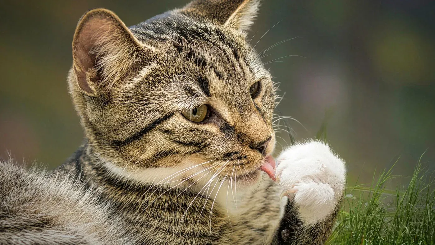 Katt som leker påverkad av kattmynta