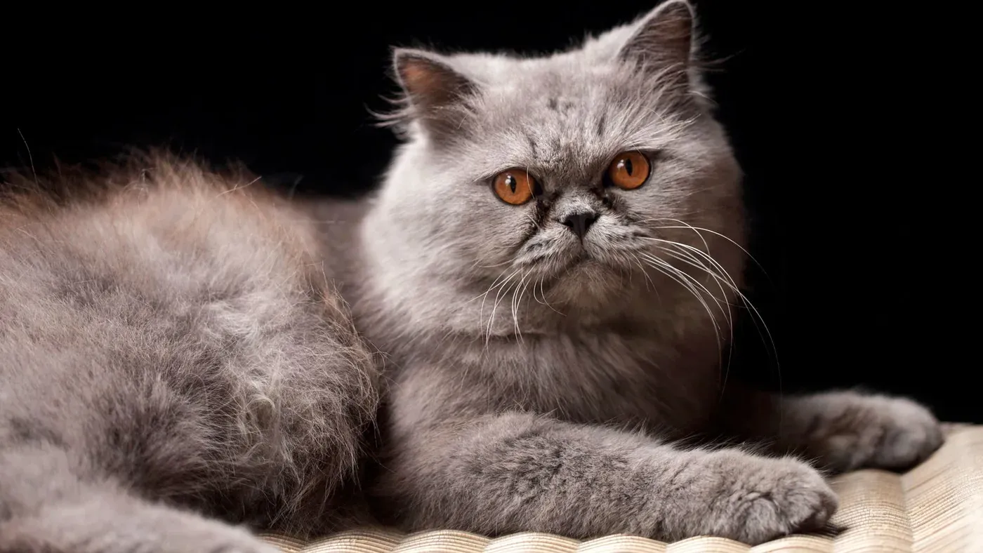 Långhårig katt som trimmas